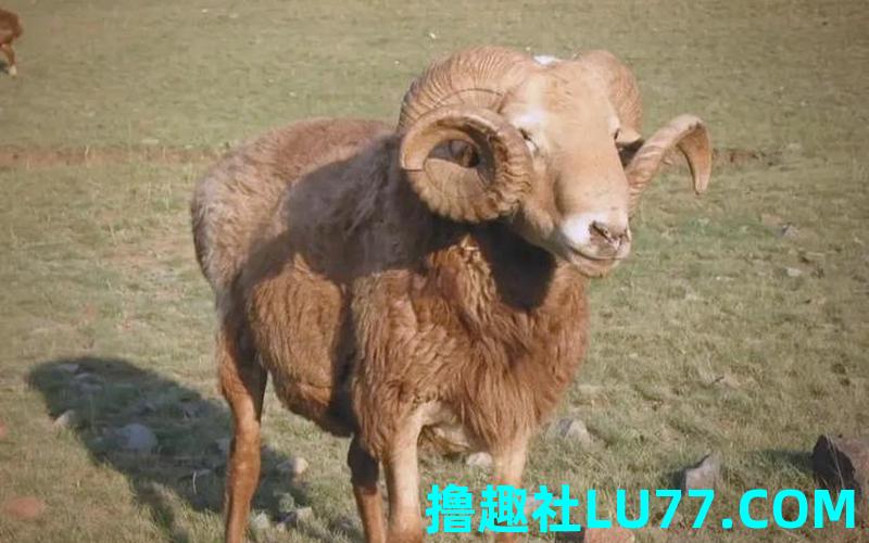 梦见羊头牛角 梦见羊头牛角