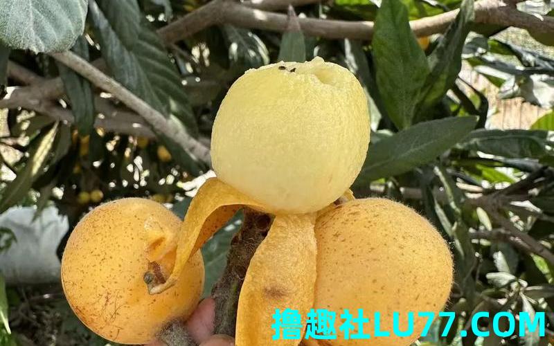 梦见枇杷怀孕