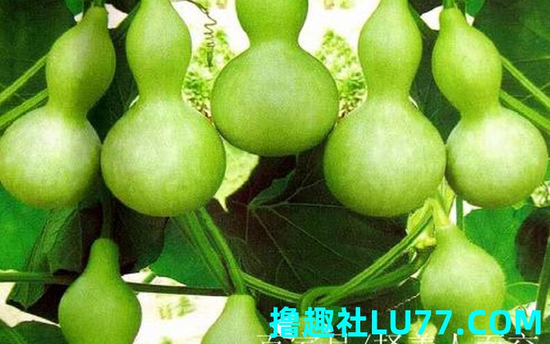 梦见绿色的葫芦 梦见绿色的葫芦