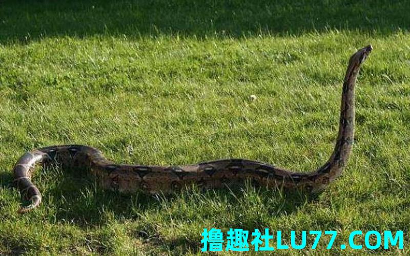 梦见黑旋 梦见黑旋