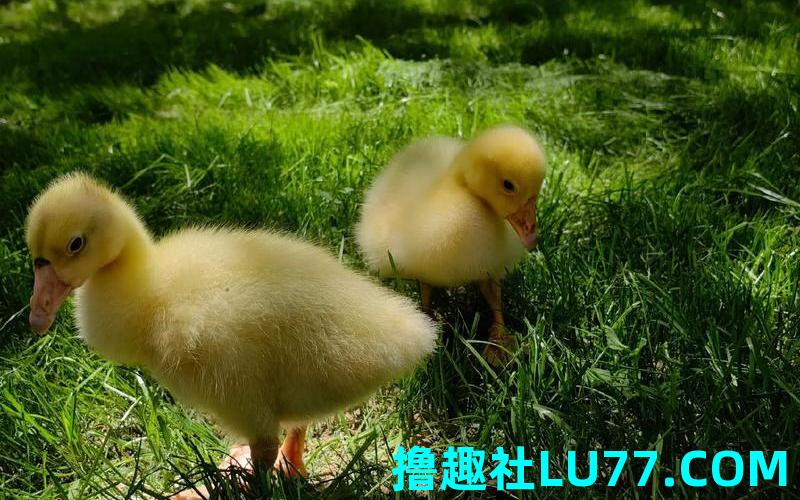 梦见鹅咬小鹅 梦见鹅咬小鹅