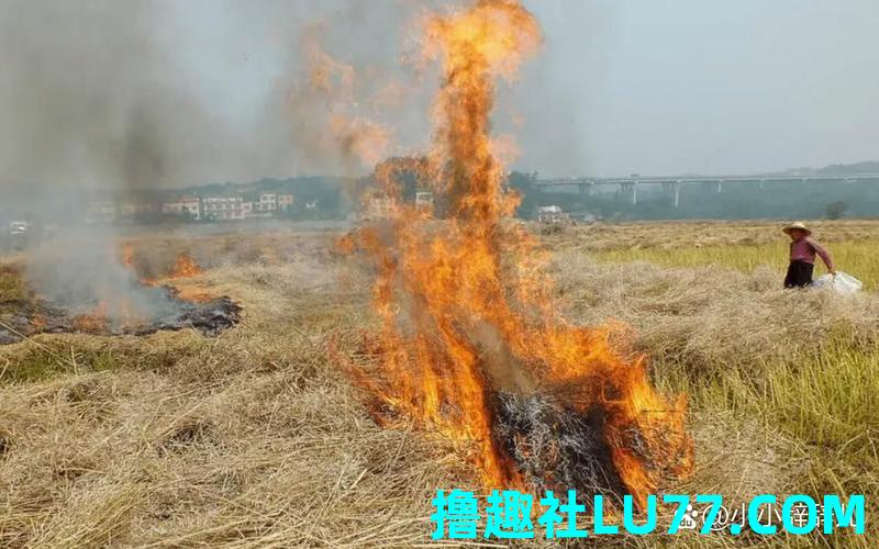 梦见稻秆起火 梦见稻秆起火