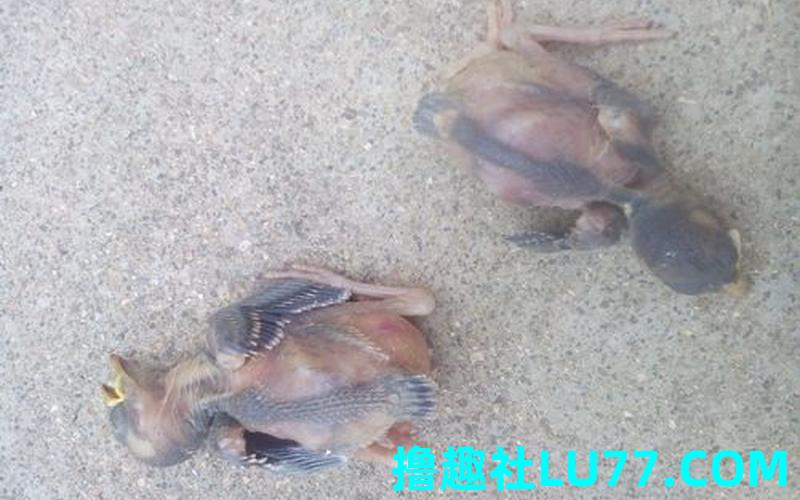 梦见死两只鸟是什么意思