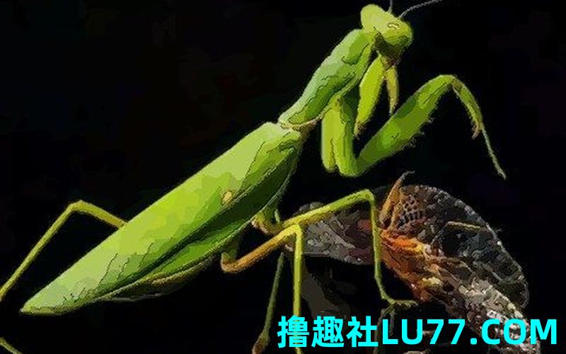 梦见有螳螂