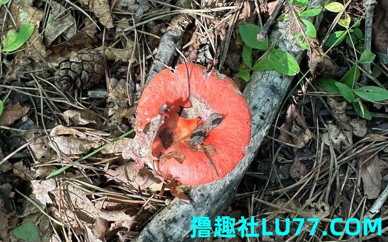 梦见模茹 梦见模茹