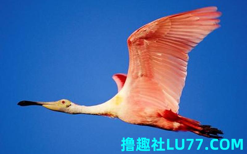 梦见鸟抓自己 梦见鸟抓自己
