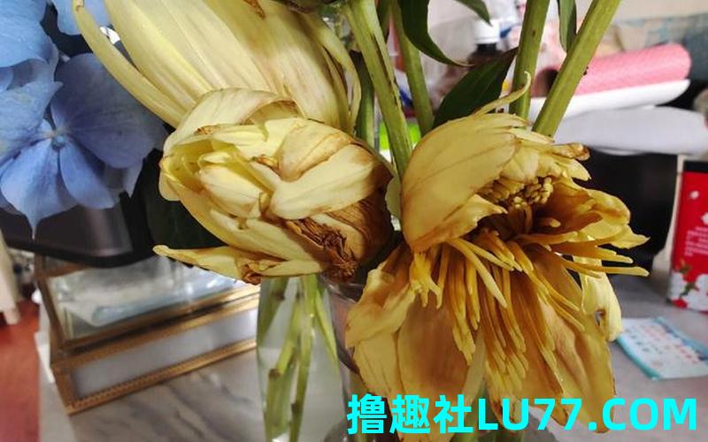 梦见花蔫了