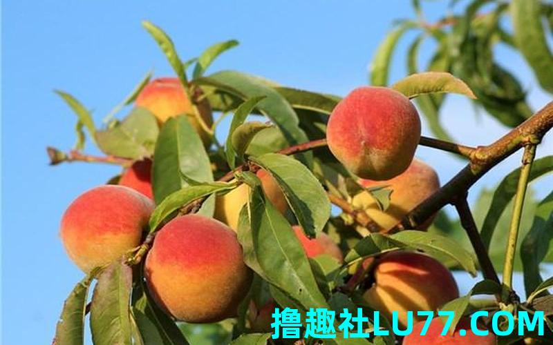 周公解梦梦见买桃子是什么意思