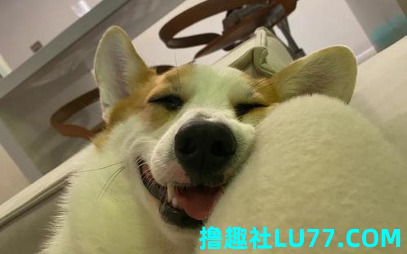 梦见笑