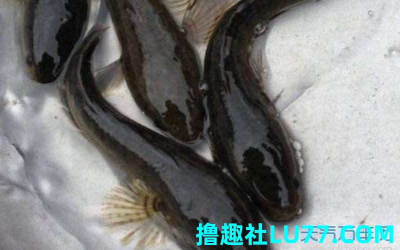 孕妇梦见黑鱼是什么意思