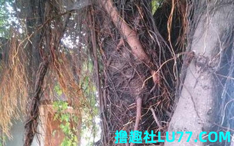 梦见很多树根