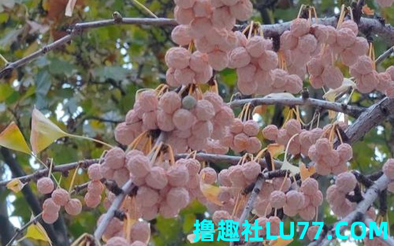 梦见银杏树结果子