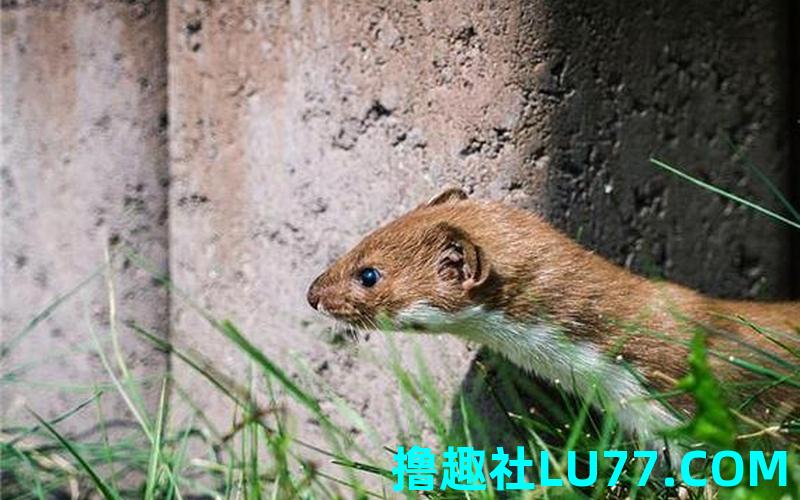 梦见黄鼠狼仙 梦见黄鼠狼仙