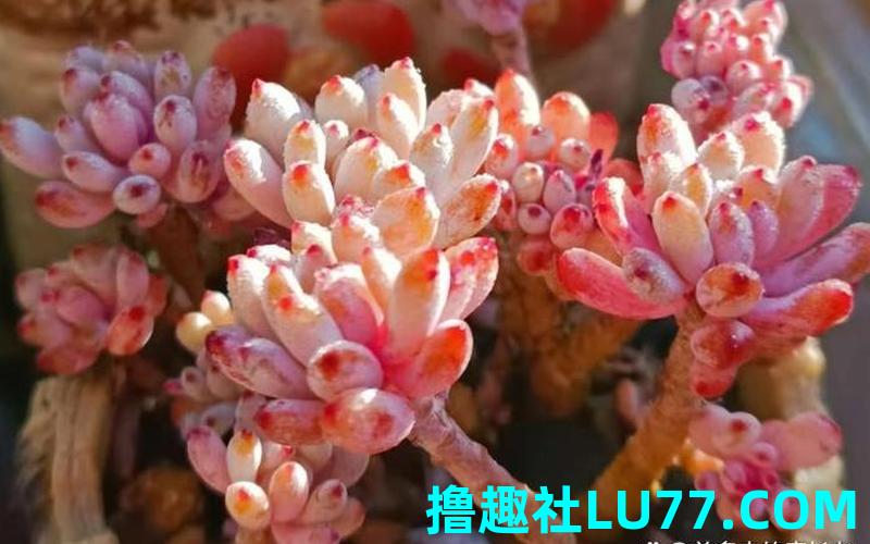 梦见蓝豆 梦见蓝豆