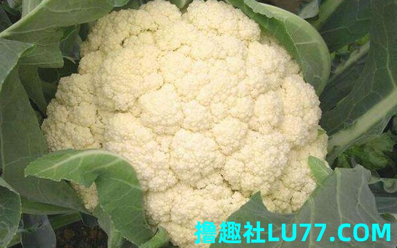 梦见装花菜