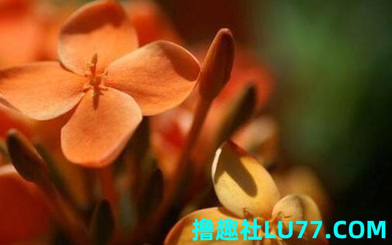 梦见给死人的东西