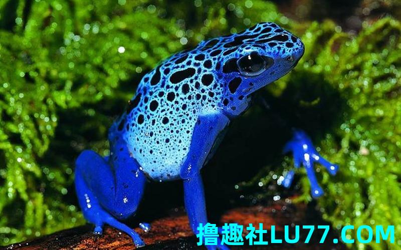 梦见蓝色青蛙