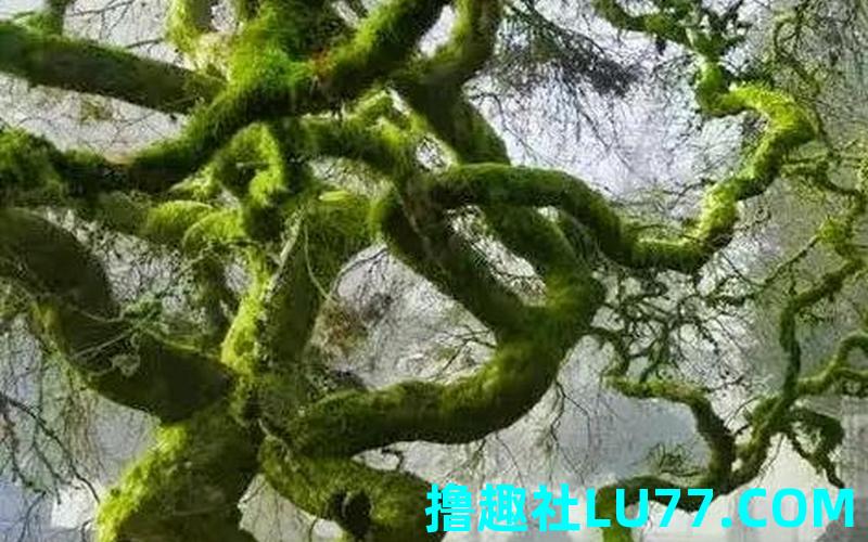 梦见藤缠绕树
