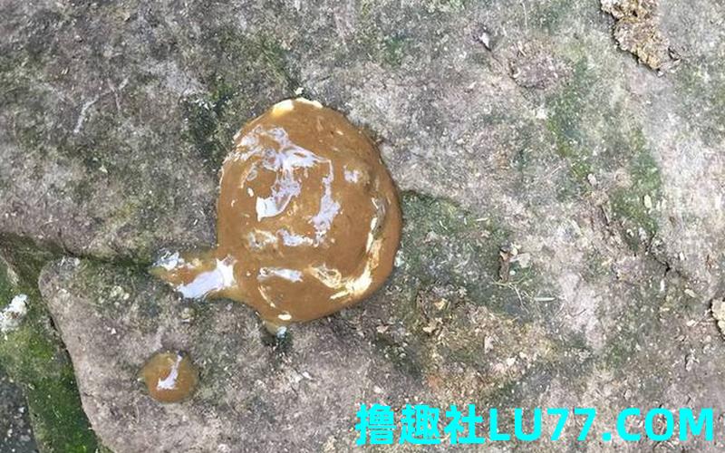 梦见鸡拉的屎