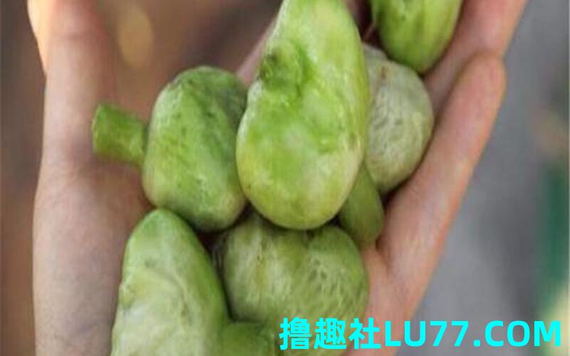 梦见折菱角 梦见折菱角