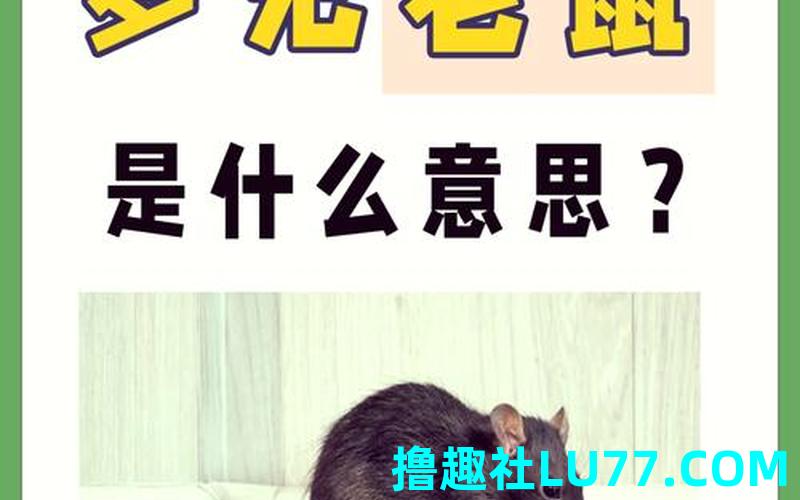 梦见龙兔鼠