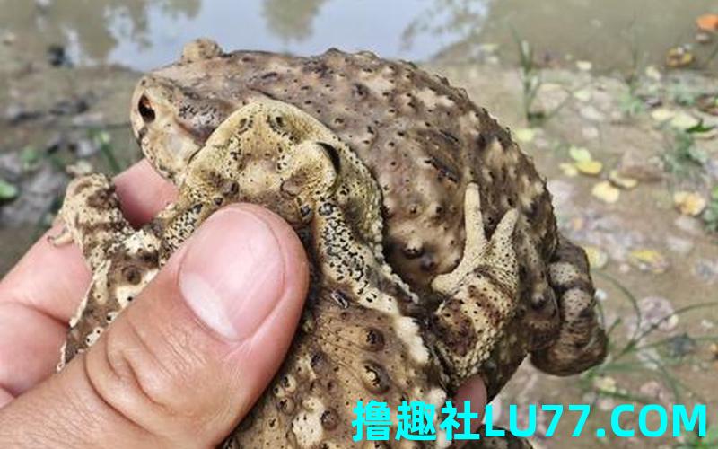 梦见抓了大蛤蟆 梦见抓了大蛤蟆