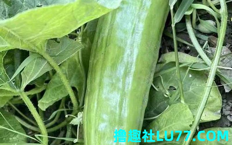 孕妇梦见摘小瓜