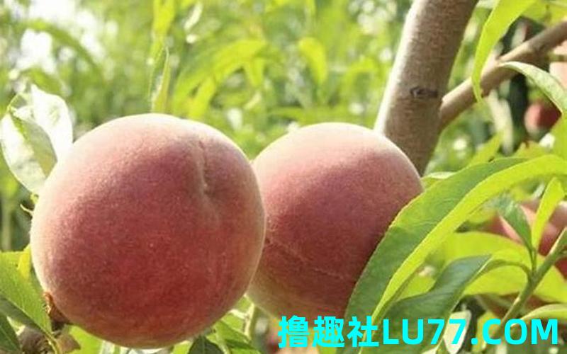 孕妇梦见桃子红了是什么意思
