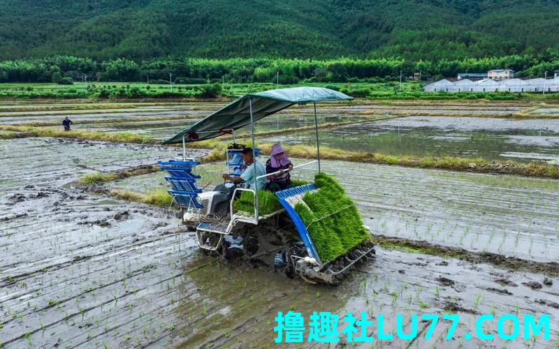 梦见秧田和秧苗 梦见秧田和秧苗