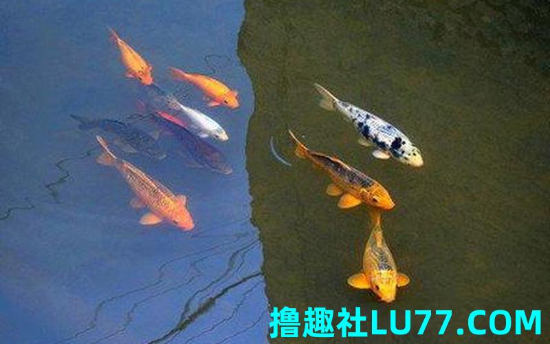 梦见逮元鱼