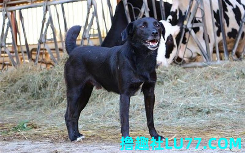 梦见自己生了条黑狗 梦见自己生了条黑狗