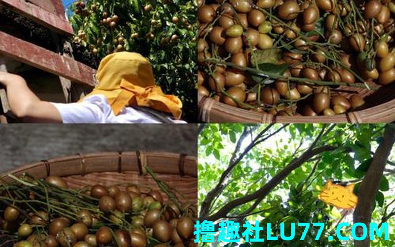 梦见摘黄皮