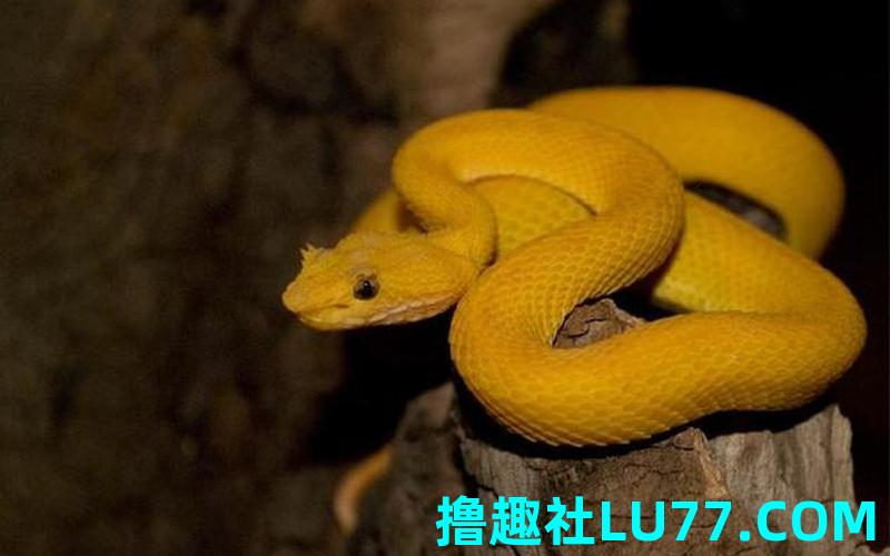 梦见金黄色的小蛇 梦见金黄色的小蛇