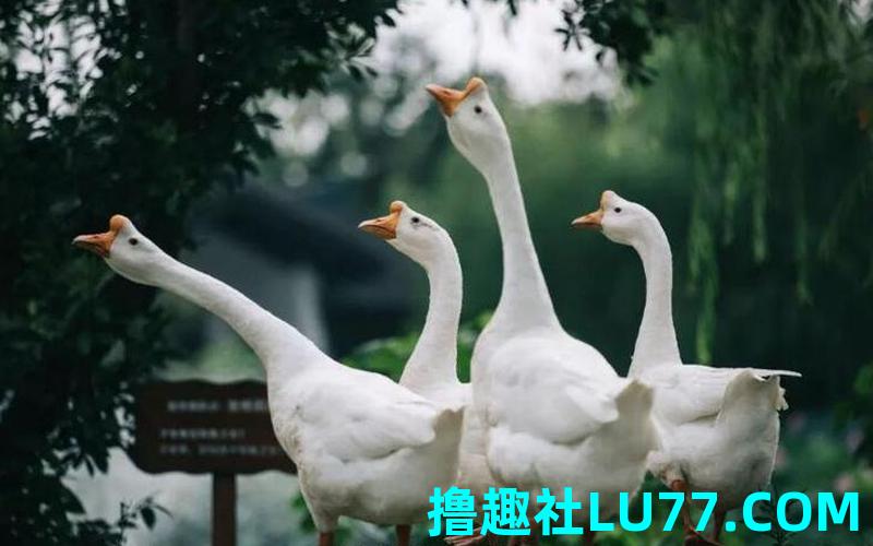 梦见邹鹅 梦见邹鹅