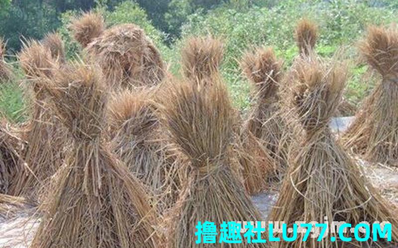 梦见拣柴草