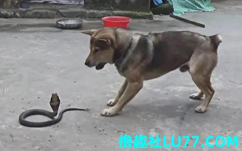 梦见被蛇和狗打架