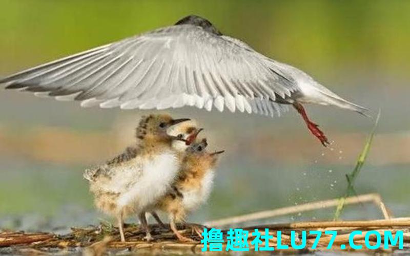 梦见自抓喜鹊