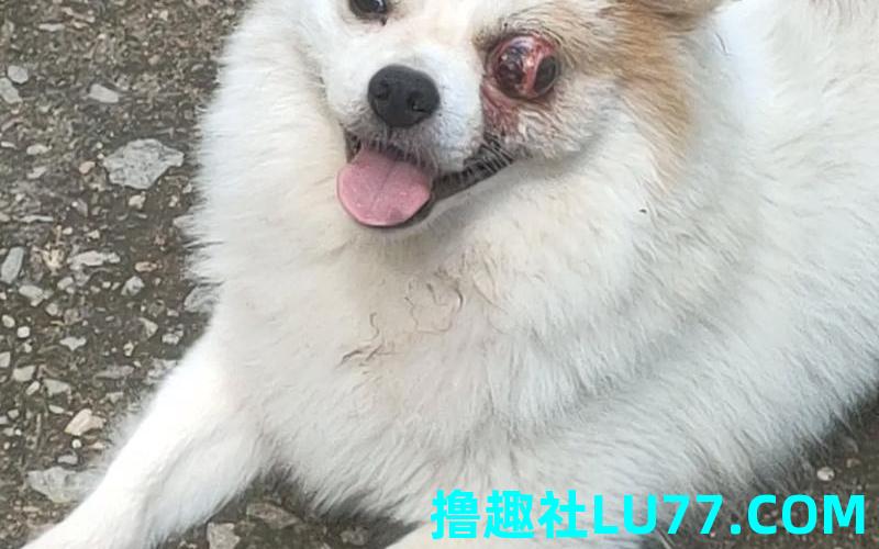 梦见自家狗受伤 梦见自家狗受伤