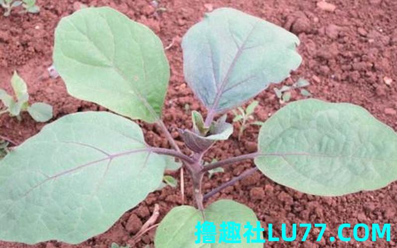 梦见缘苗