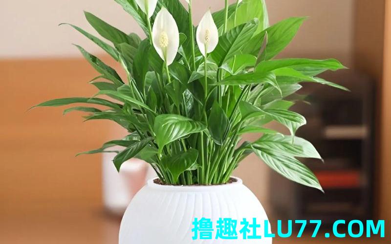 梦见盆栽植物 梦见盆栽植物