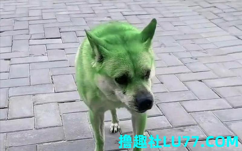 梦见狗绿眼