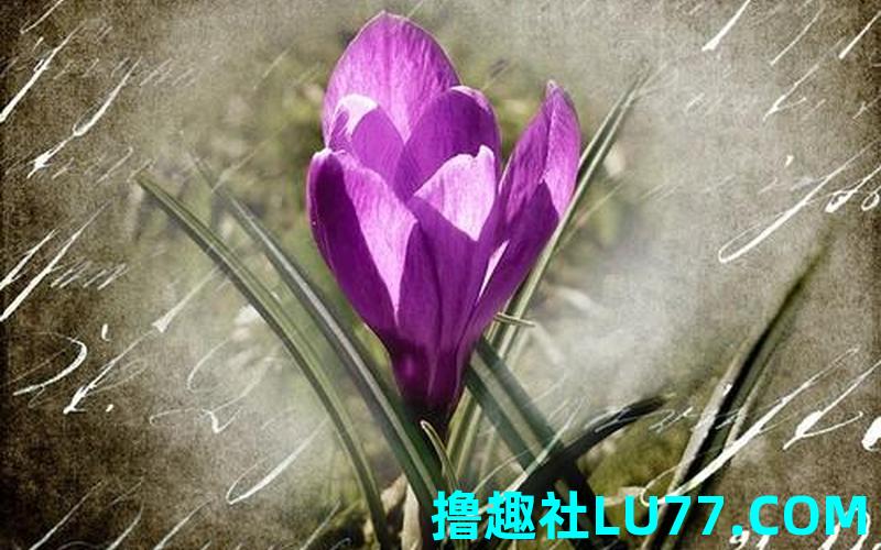 梦见枝