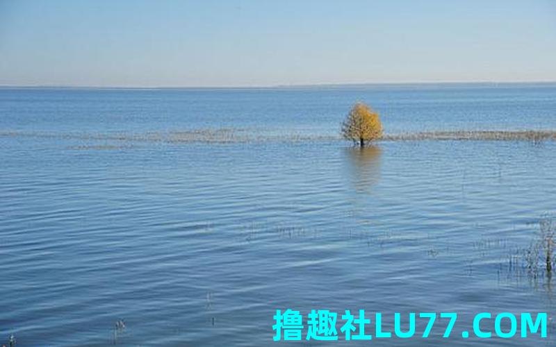 梦见树有水 梦见树有水