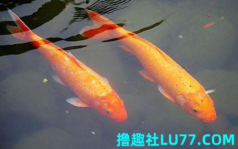 梦见鲤鱼入怀