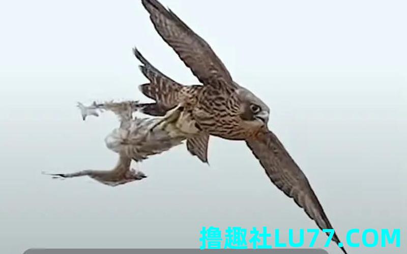 梦见踩小鹰 梦见踩小鹰