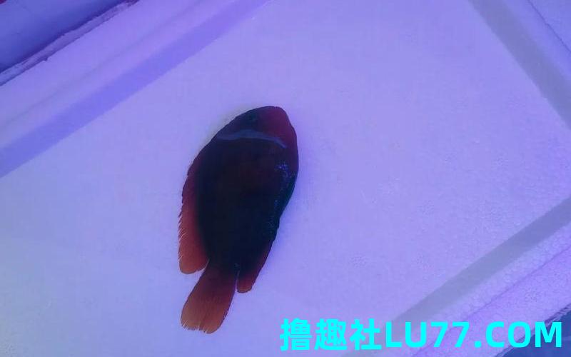 梦见鱼流血了