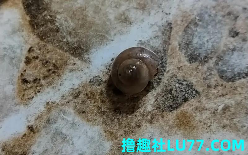 梦见逻
