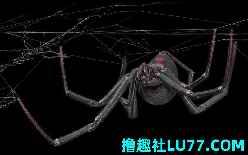 梦见黑蜘蛛死了 梦见黑蜘蛛死了