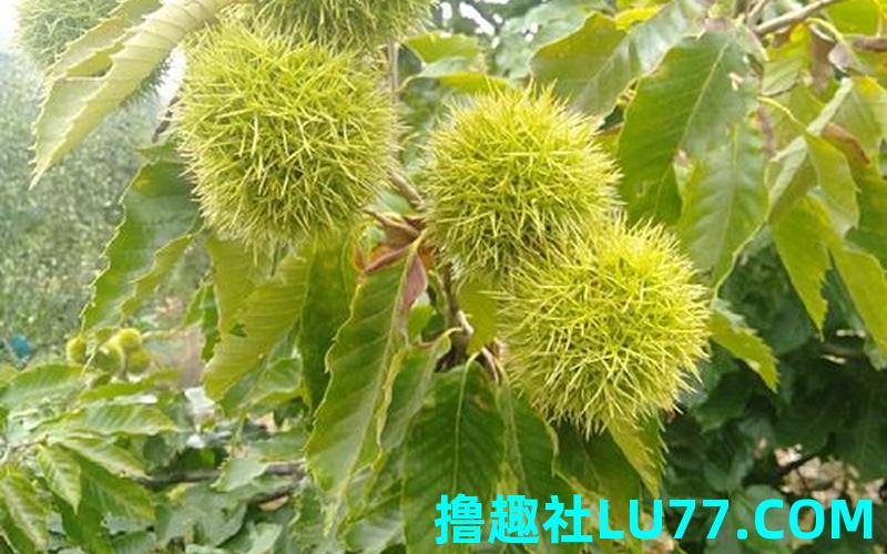 梦见板粟带刺