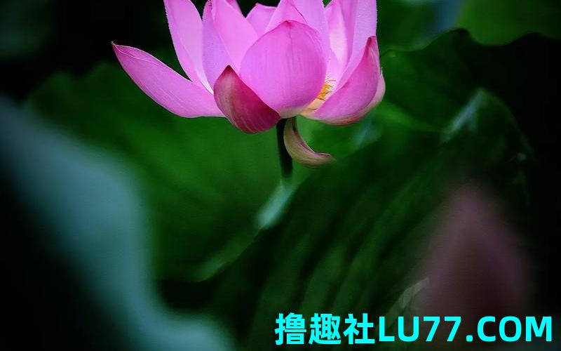 梦见荷塘是什么意思